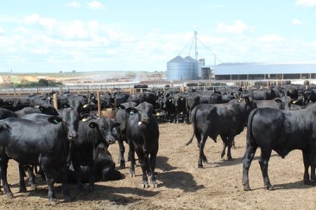 Boi gordo: mercado sinaliza fragilidade