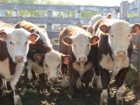 Oferta derruba preço da reposição no RS