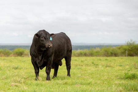 Genética Ultrablack invade o Paraguai