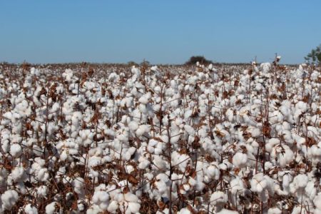 Pouca disponibilidade e demanda firme sustentam algodão