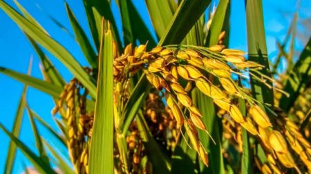 Arroz reage no ritmo do dólar