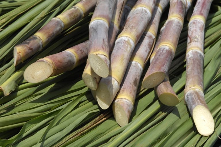 Faturamento das lavouras vai crescer 7,3% em 2022