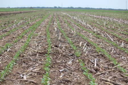 Área de soja 22/23 no MT vai crescer 2,55%