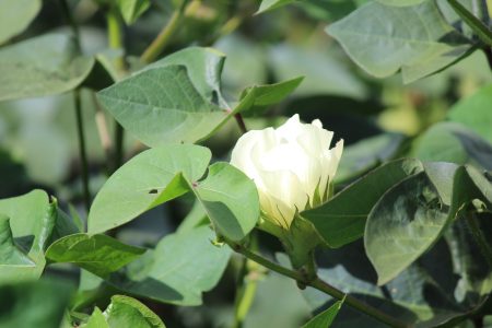 À espera de chuva, algodão preocupa no MT