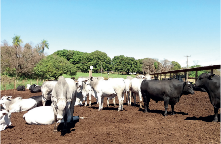 Heterose eficiente ou ”tatu com cobra”?