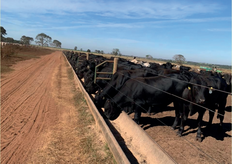Compostos bioativos ESSENCIAIS