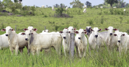 Abates de bovinos, suínos e frangos crescem em Goiás