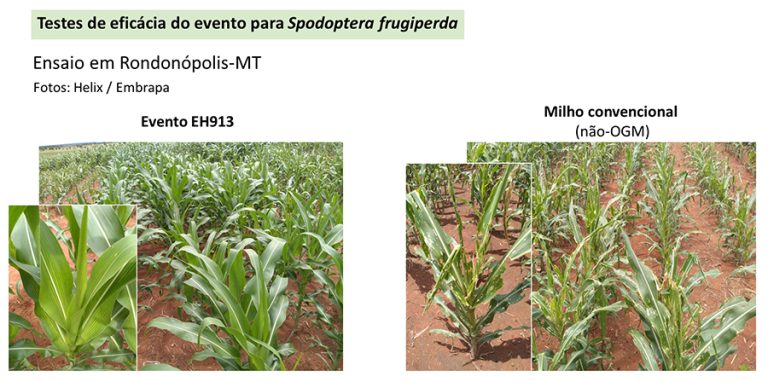 Aprovado novo milho transgênico resistente a lagartas