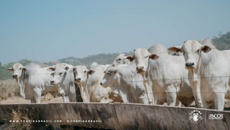 Projeto mapeia confinamentos que totalizam 2,5 milhões de cabeças