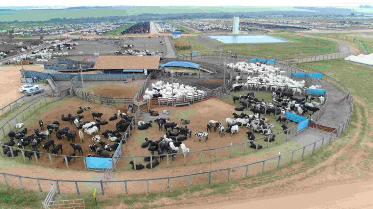 Dia de campo mostra tendências da pecuária intensiva