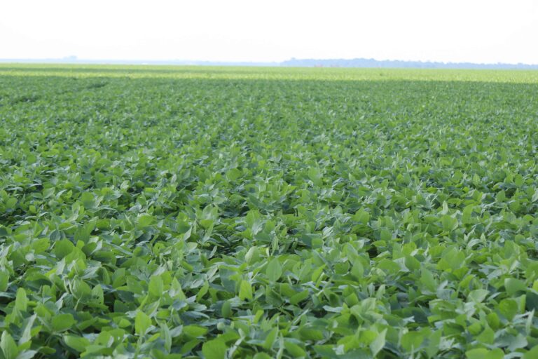 Novas tecnologias e as ALTAS PRODUTIVIDADES da soja