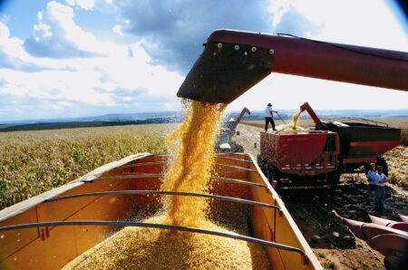 Colheita do milho avança no MT e faltam silos