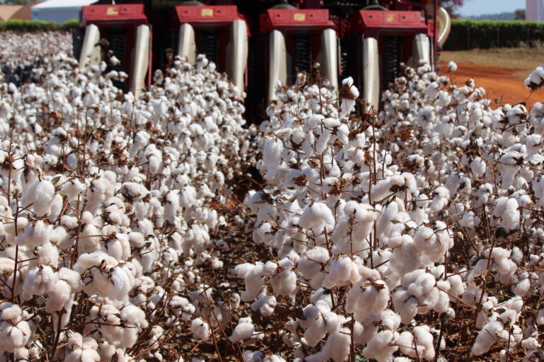 Mato Grosso começa a colher o algodão