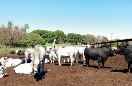 Heterose eficiente ou ”tatu com cobra”?