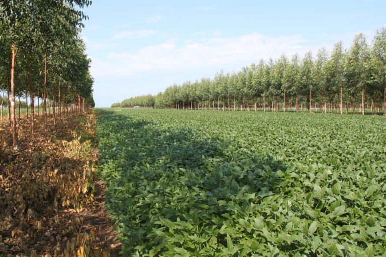 Algumas linhas do Plano Safra 2021/2022 voltam a ter recursos