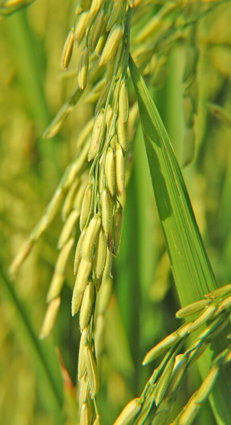 Brasil acumula saldo positivo na balança comercial do arroz