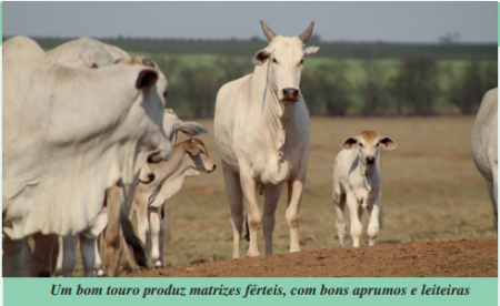 Touro ideal para produzir matrizes Nelore