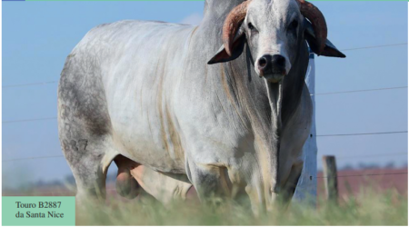 Como escolher um touro Nelore para reprodução?