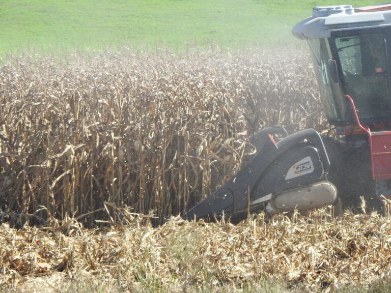 Milho: colheita avança e mais oferta pressiona as cotações