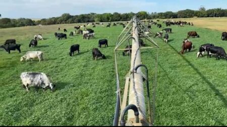 Irrigação de pastagem potencializa produção leiteira