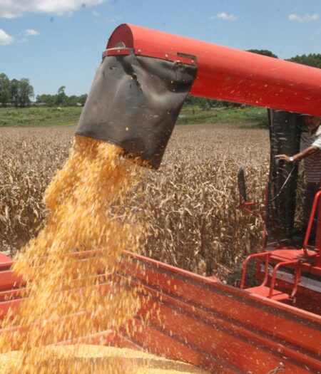 Produção da safrinha de milho 45% maior: 88 milhões de toneladas