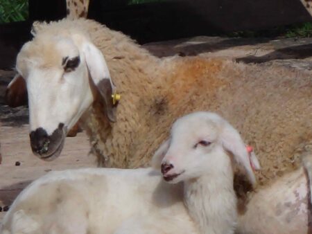 Ovino Pantaneiro promete acabar com sazonalidade