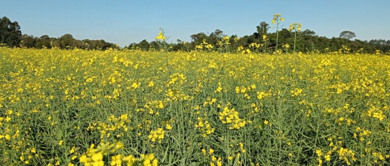 Plantio de canola é concluído no Rio Grande do Sul