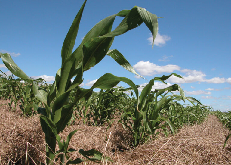 Manejo adequado aumenta sequestro de carbono em áreas irrigadas