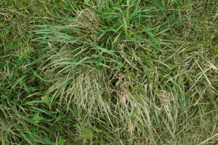 Aprenda a controlar cappim-annoni