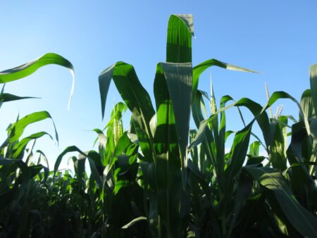 Recorde: produção de milho segunda safra pode crescer 44%