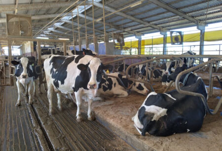 Pecuarista tem queda de 19% na produção de leite