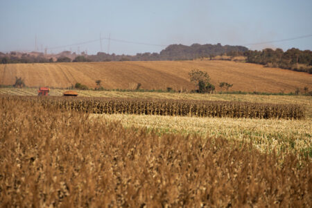 Milho: redução americana reforça posição do Brasil