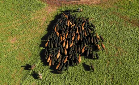 Fazenda aumenta peso de abate em 6@ mirando sequestro de carbono