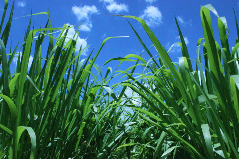 Critérios para escolha de espécies e cultivares de plantas forrageiras