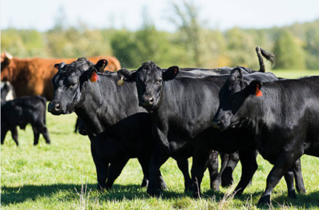 Preço do boi gordo e gado de reposição no RS