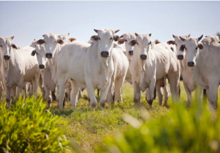 ÍNDICES GENÉTICOS, TAMANHO DO NELORE E SUSTENTABILIDADE