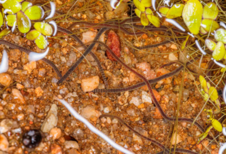 Nematoides: ciência, tecnologia e inovação na Era do Conhecimento