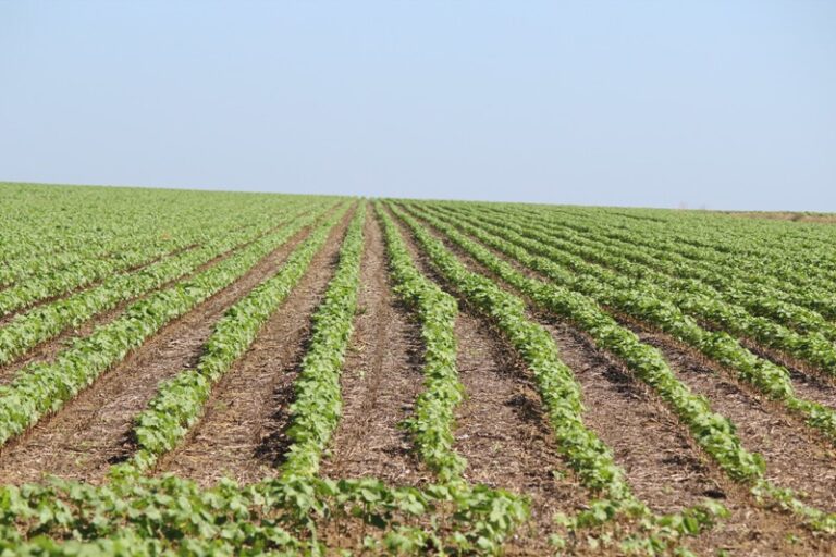 Algodão: clima leva a menos produtividade no Mato Grosso