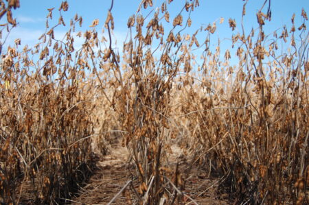 Chicago e dólar valorizam a soja. E avanço do milho futuro na B3