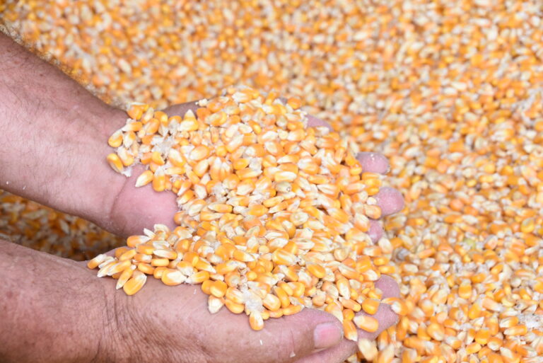 Produção agropecuária do Brasil alimenta 1 bilhão de pessoas no mundo