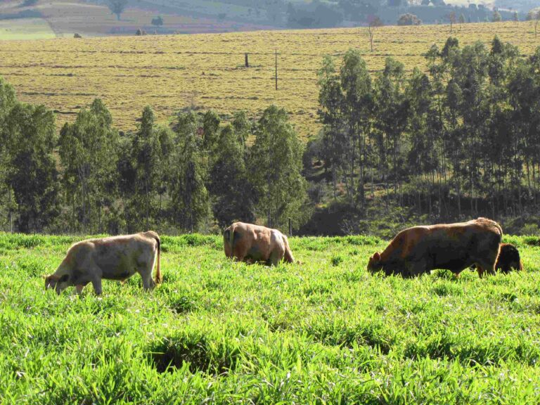 Nova métrica corrige distorção no registro das emissões de gás metano da pecuária