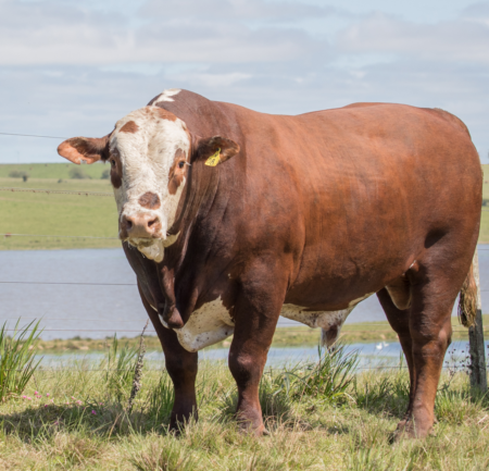 Braford Leilão Guatambu e Caty