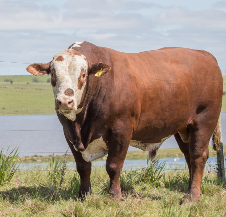 Braford Leilão Guatambu e Caty