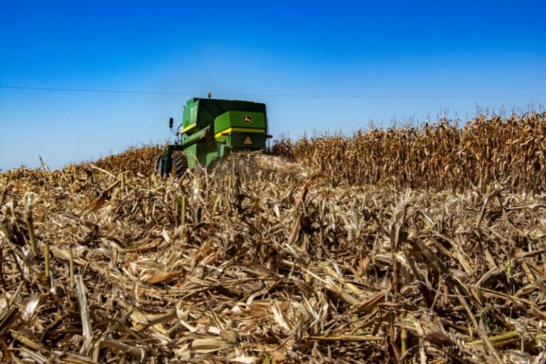Lentidão no ritmo de comercialização de milho. E preços caem