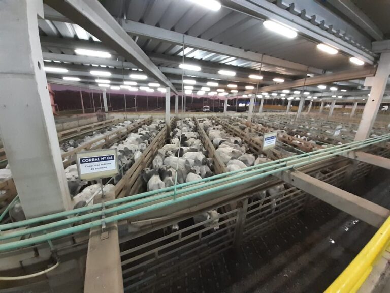 Paraguai bate recorde de animais no Circuito Nelore de Qualidade