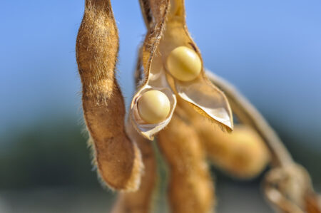 Soja recua pela volatilidade em Chicago