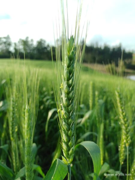 Trigo em boas condições no RS. Clima tem ajudado