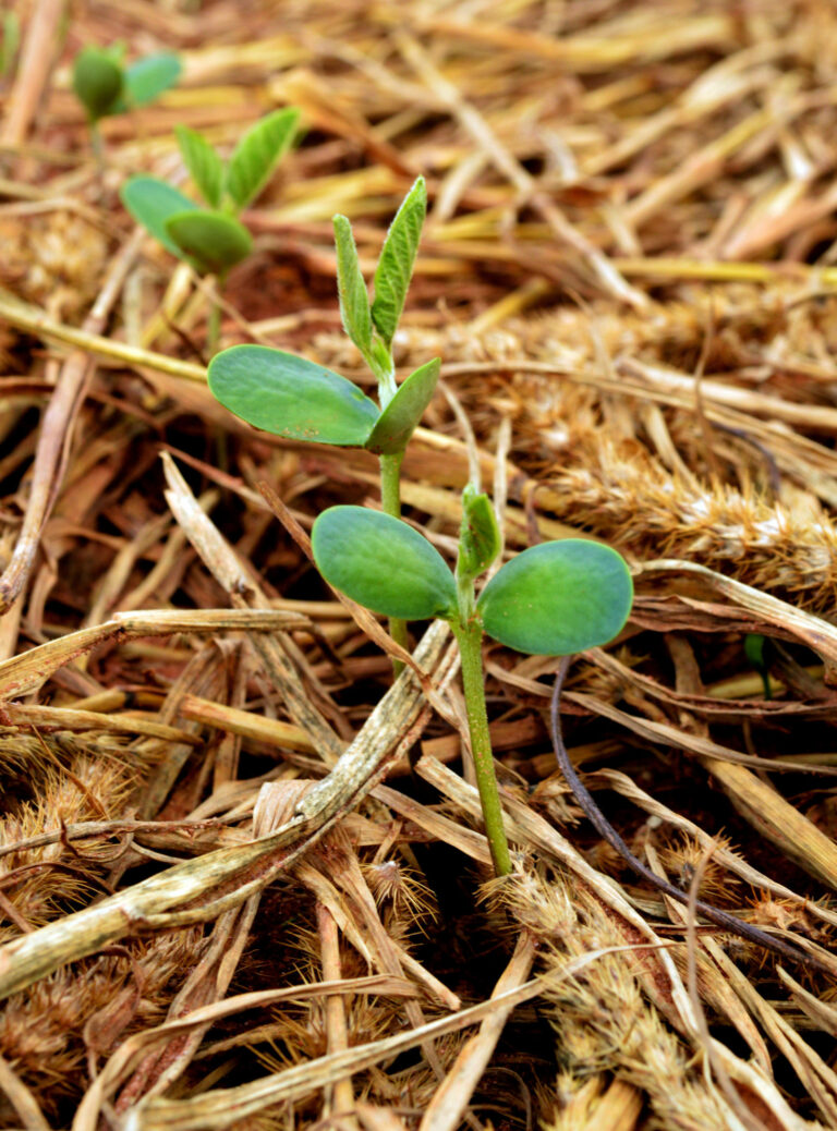 Área de soja convencional cresce quase 35% em Mato Grosso
