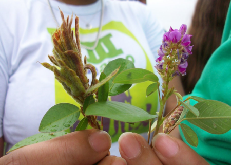 Consórcio entre Brachiaria e leguminosa pouco conhecida pode aumentar a produção em 60%