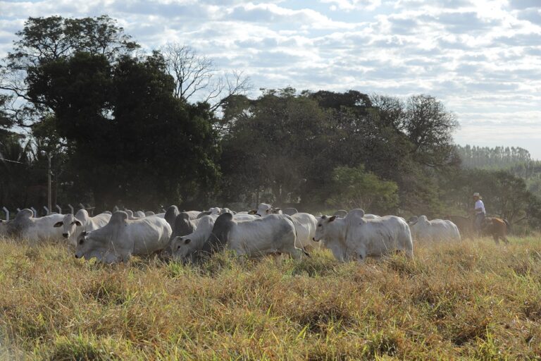 Agro-Pecuária CFM realiza o último leilão de 2022